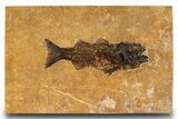 Green River Fish Fossil (Mioplosus) - Ash Layer #299822-1